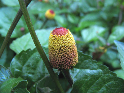 Extracto de flor de acmella