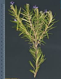 Romero Officinalis
